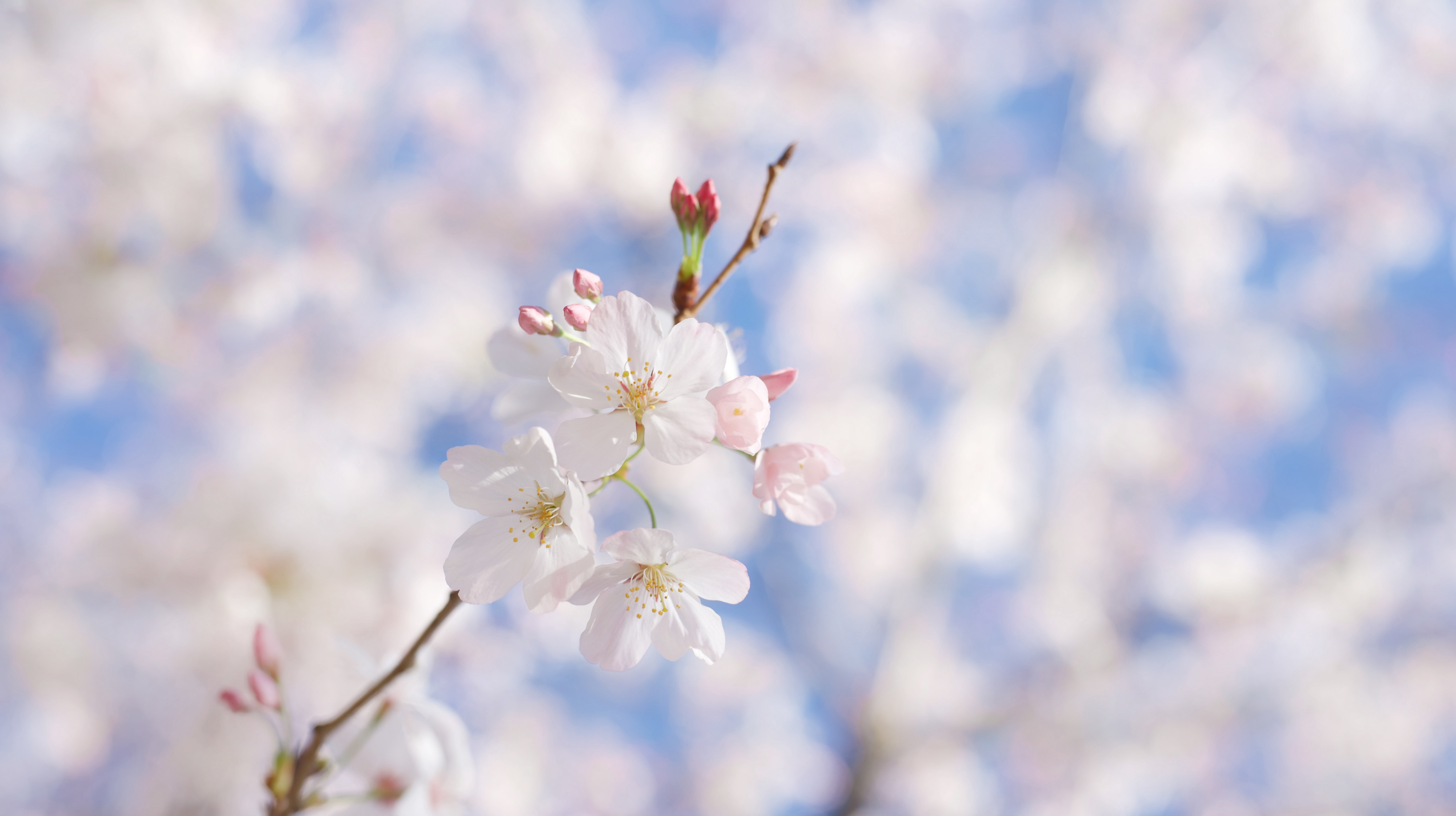 Sakura close up 1