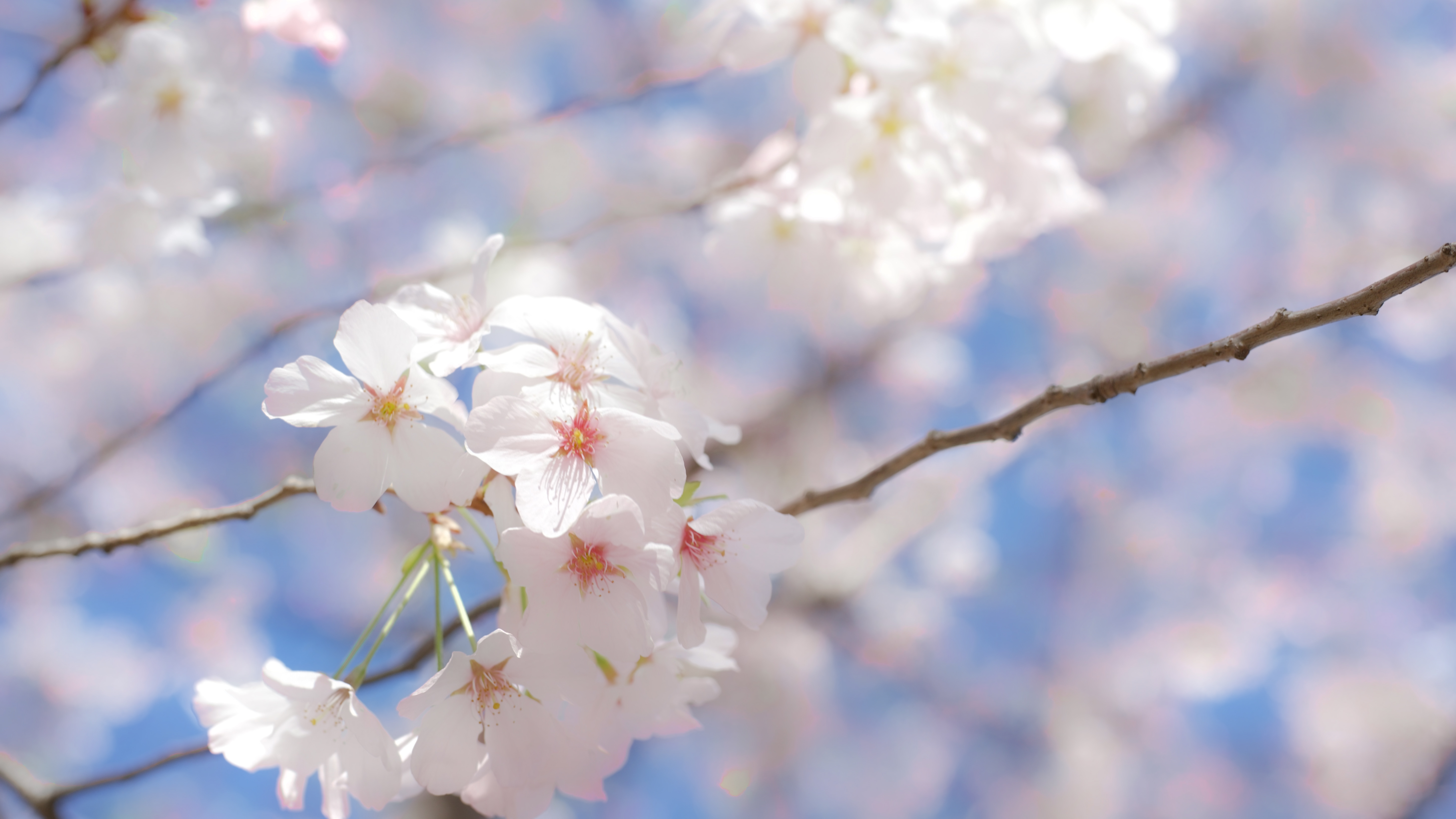 Sakura close up 2